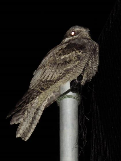 (Gyűrűző: Csibrány Balázs) In May, a Eurasian Sparrowhawk (Accipiter nisus) tangled into the mist nets while chasing a Tree Sparrow.