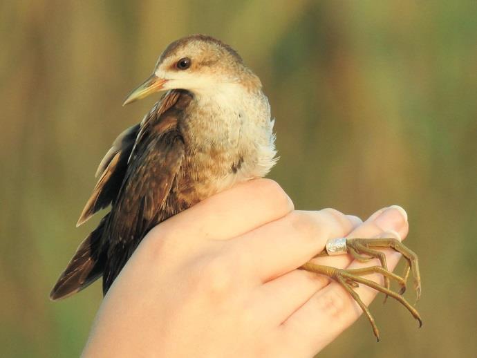 (Gyűrűzők: Kiss Orsolya, Tokody Béla) Spotted Crake (Porzana porzana) and Little Crake (Porzana parva) are captured occasionally at the ringing station.