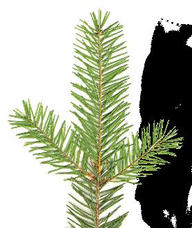 KÜLDETÉSÜNK ELKÖTELEZTÜK MAGUNKAT, HOGY MEGOSSZUK A VILÁGGAL A dōterra TERÁPIÁS MINŐSÉGŰ OK ÉLET ÉS EGÉSZSÉGJAVÍTÓ HATÁSAIT, ENNEK ÉRDEKÉBEN: Az illóolaj-termékeket az iparágban használt legmagasabb