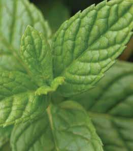 sziruppal készült 34050001 30 db cukorka dōterra ON GUARD TERMÉSZETES FEHÉRÍTŐ FOGKRÉM Óvatosan tisztítsuk meg a fogakat, kihasználva a terápiás-osztály minősítésű dōterra On Guard illóolaj-keverék