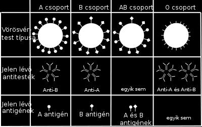 Vércsoport antigének: A, B, AB és O Antitestek (ált.