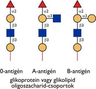 Az A- és B-antigén egy extra monoszacharid-csoportot tartalmaz, ami vagy GalNAc (A) vagy Gal (B), mivel az A- és a B-allélek olyan enzimeket kódolnak, amelyek vagy egy terminális