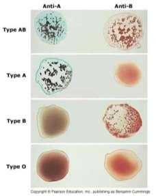 Az AB0-ás vércsoportantigének (alloantigének) kodomináns öröklődés, 4 fenotípus (A, B, AB, 0) Az A és a B tulajdonságot meghatározó szénhidrátok a normál bélflóra egyes baktériumainak sejtfalában is