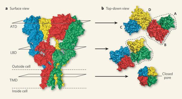 SPR vzsgálatok S/L határfelületen: Knurénsav kötődése AMPA receptor alegység modell fehérjéhez 4 alegység: GluR1 GluR2 GluR3 - Human Glutamate Receptor 1 (21-3) AMPA receptor GluR4 Human Glutamate