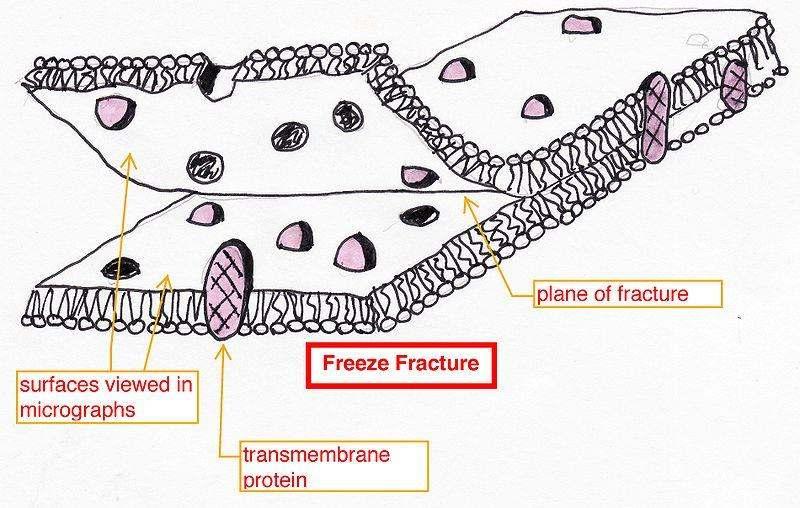 A biológiai membránok vizsgálata: fagyasztva törés (freeze fracture)