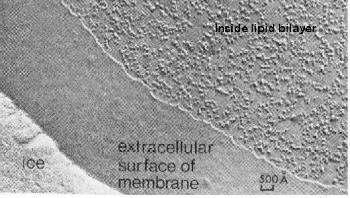 A sejtmembrán küls (extracelluláris) felszíne és a lipid kett sréteg