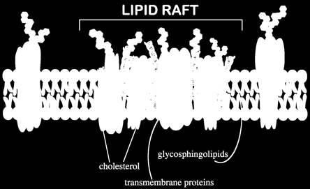 Az együtt működ fehérjék gyakran lipid tutajokba (raft) tömörülnek A lipidraftok speciális összetételűek, és