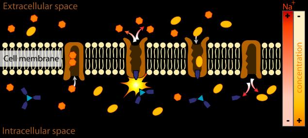 A pumpák energia (ATP)-befektetéssel szállítanak koncentrációgrádiens ellenében Extracelluláris tér Intracelluláris tér A Na +