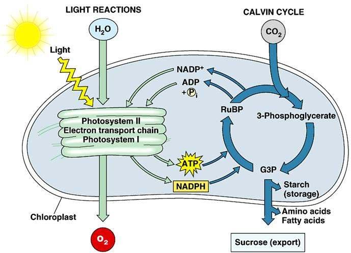 Kapcsolat a fotoszintézis