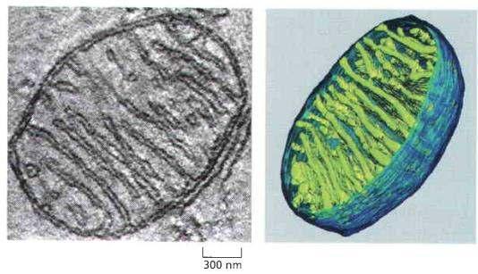 A mitokondrium Alberts: