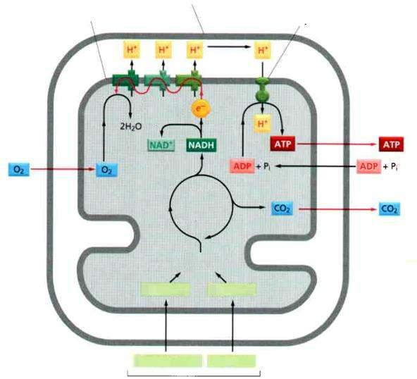 a mitokondrium bels membránja a mitokondrium küls membránja ATP-szintáz citromsavciklus elektrontranszportlánc KI BE KI