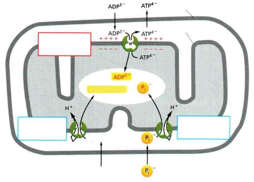 A protongrádiens transzportfolyamatokat is biztosít küls membrán az ADP-ATP-cserét a töltés-különbség hajtja bels membrán MÁTRIX a pirosz l sav