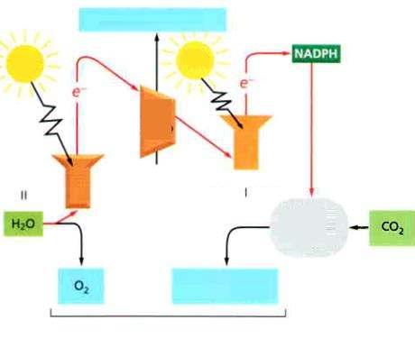 Az elektrontranszport folyamata a mitokondriumban és a kloroplasztban MITOKONDRIUM H + -grádiens KLOROPLASZT H + -grádiens zsírok, szénhidrátok H + - pumpa H + - pumpa H