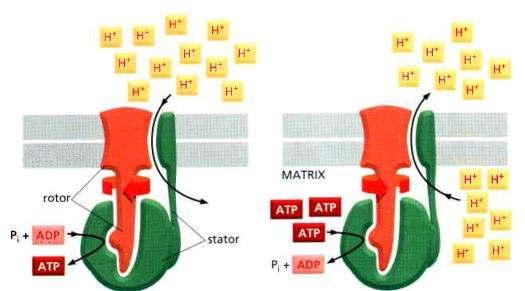 A forgást a membránok közötti térb l a mátrixba áramló protonok energiája biztosítja.