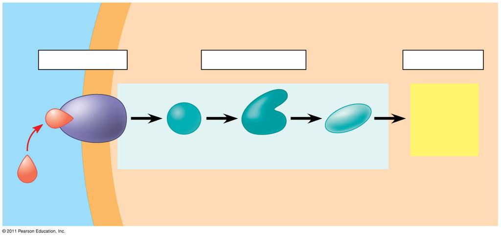 Membrán receptor EXTRACELLULÁRIS TÉR Plazmamembrán CITOPLAZMA 1 Jelfogás 2 Átvitel 3