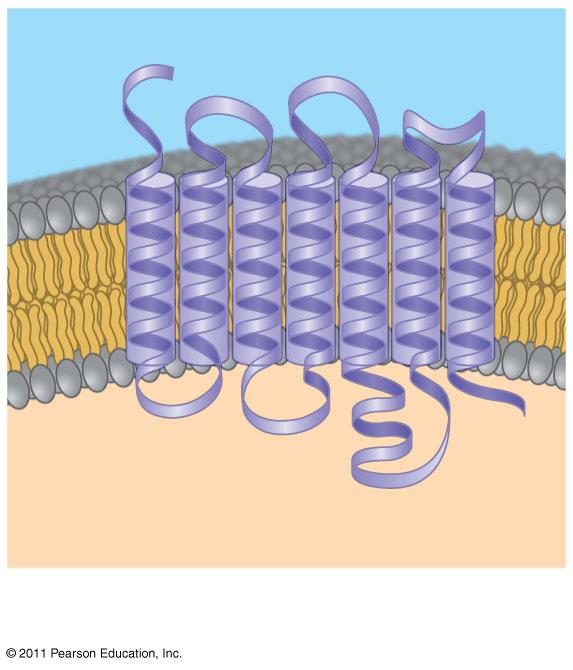 G fehérje kapcsolt (7TM) receptor Jel