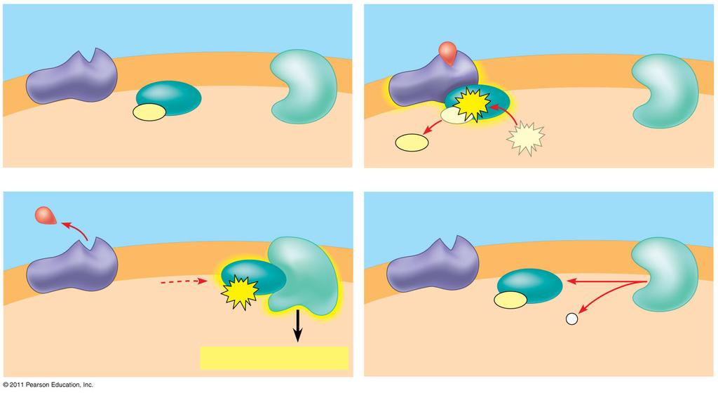 A G fehérjével kapcsolt receptor működése G fehérje kapcsolt receptor Plazmamembrán Aktivált receptor Ligandum