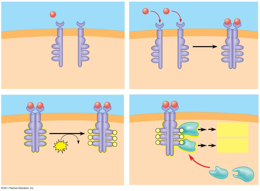 Ligandum α helix a membránban Ligandum kötőhelye Ligandum tirozinok CITOPLAZMA 1 Receptor tirozin kináz fehéjék (Inaktív monomerek) 2 Dimer Aktivált továbbító fehérjék 6 ATP 6 ADP P P P P