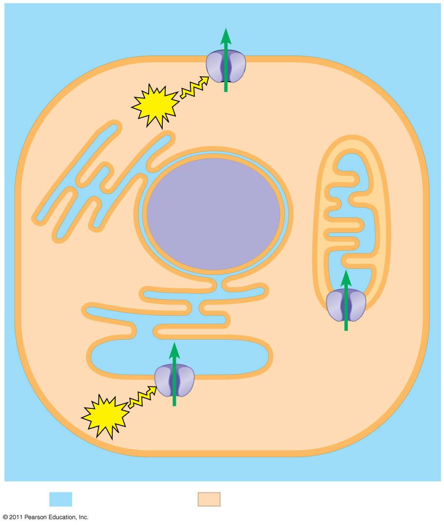 EXTRACELLULÁRIS TÉR Plazma membrán ATP Ca 2+ pumpa Mitokondrium Nucleus CITOSZÓL ATP
