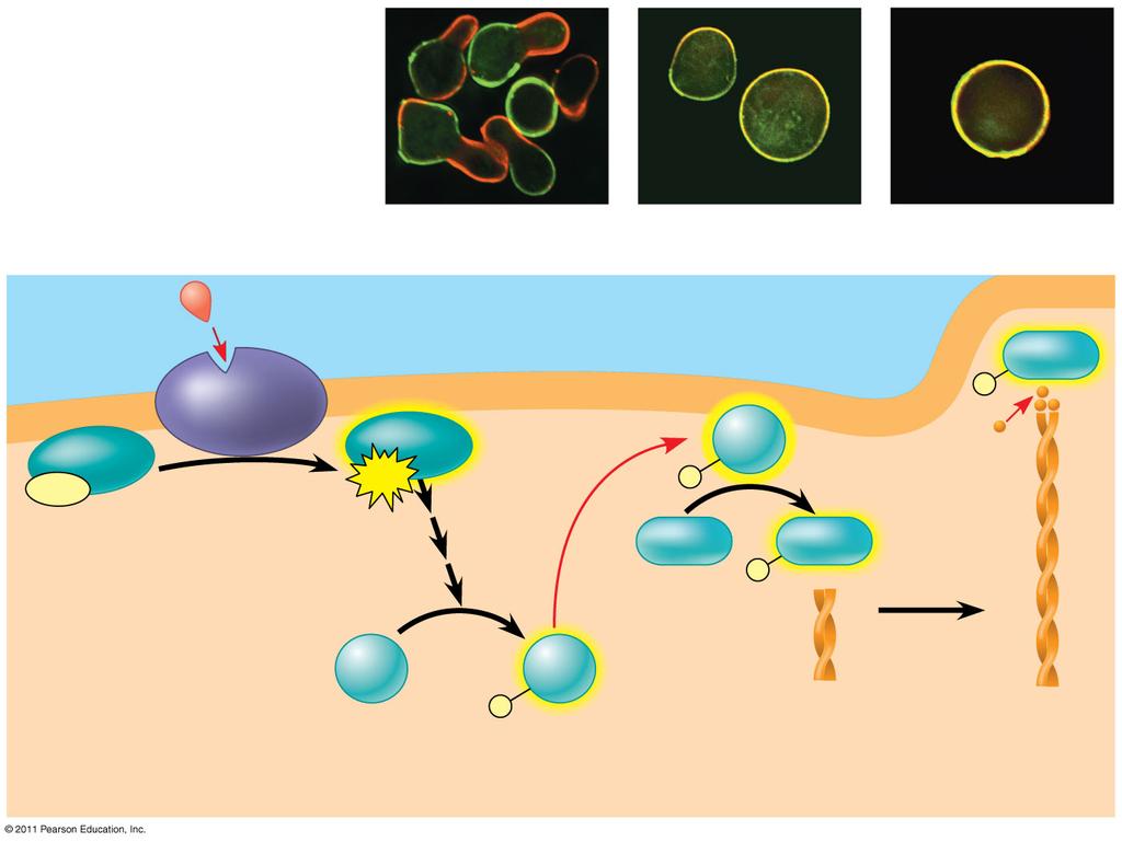 RESULTS CONCLUSION 1 Mating factor activates receptor.