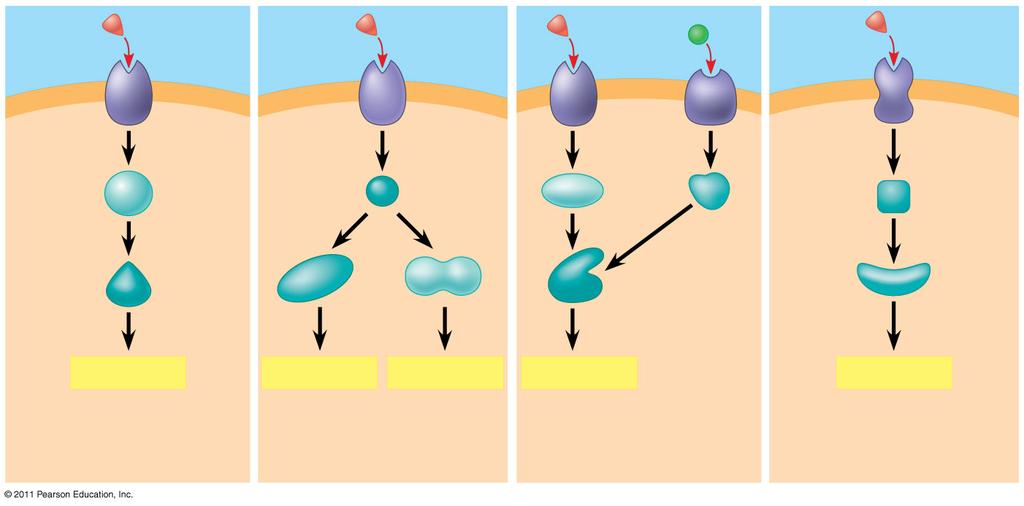 Ligandum Receptor továbbító molekulák aktiváció vagy gátlás Válasz 1 Válasz 2 Válasz 3 Válasz 4 Válasz 5 A sejt: Az útvonal egy válaszhoz vezet