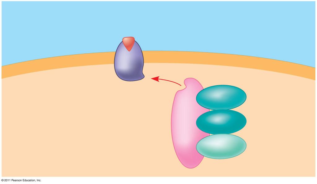 Szignál molekula Plazma membrán Receptor Álvány