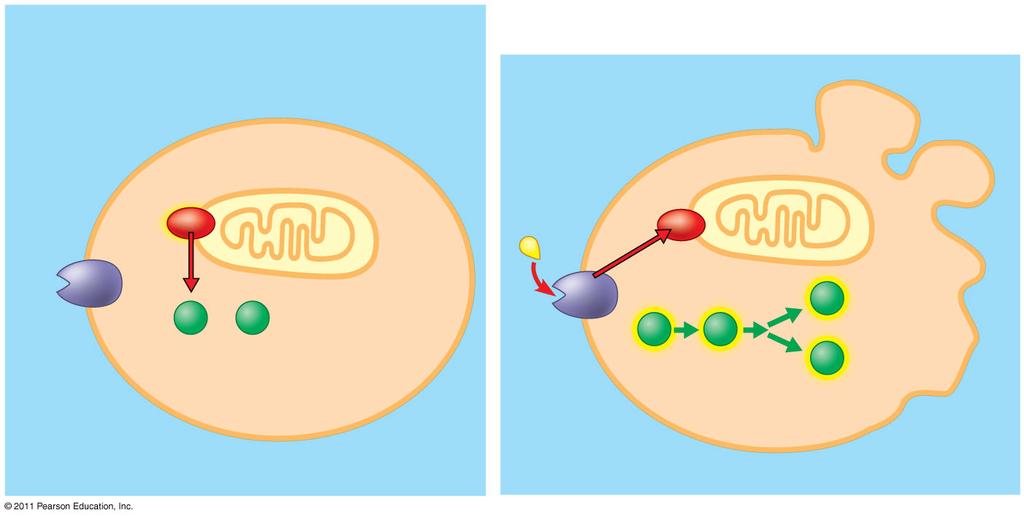 Ced-9 protein (aktív) gátolja a Ced-4 aktivitást Mitokondrium Halál szignál molekula Ced-9 (Inaktív) Sarjak képződése aktív Ced-4