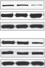 Optical density (OD) values of specific immunosignals were determined at day 2 after transfection in three independent experiments.