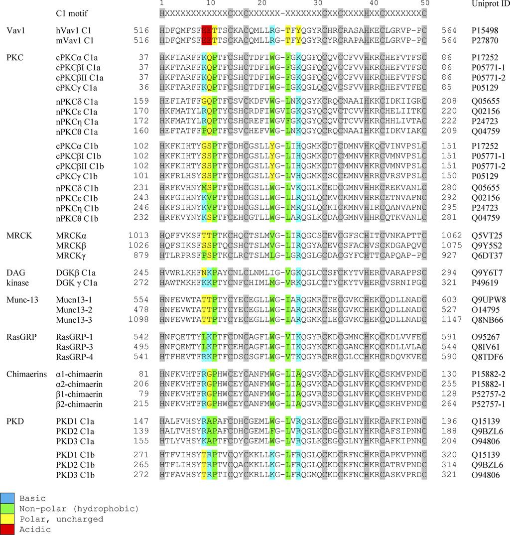 C1 Domain of Vav1 Downloaded from www.jbc.org at SEMMELWEIS UNIV OF MEDICINE, on January 10, 2013 FIGURE 2.