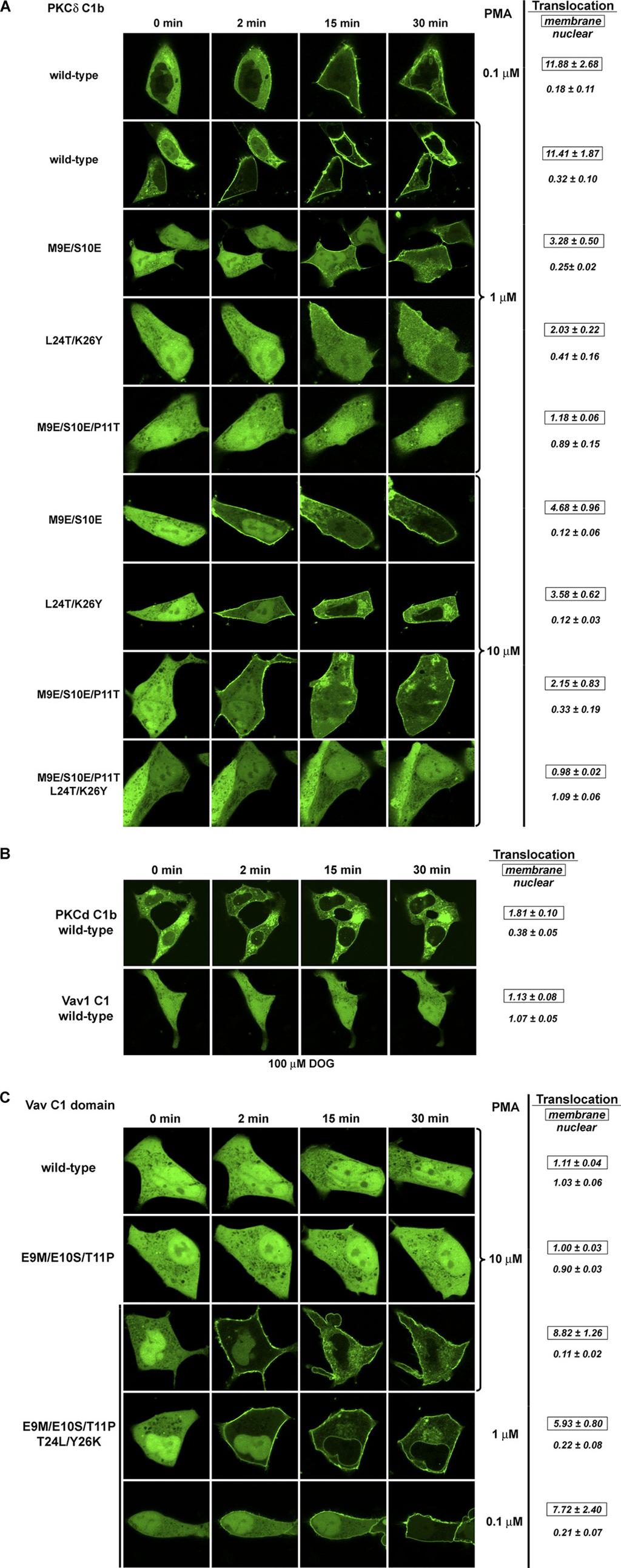 C1 Domain of Vav1 The triple mutant (M9E/S10E/P11T) showed a more severe loss of binding potency for [ 3 H]PDBu in vitro, compared with that of the double mutants (963-fold reduction).