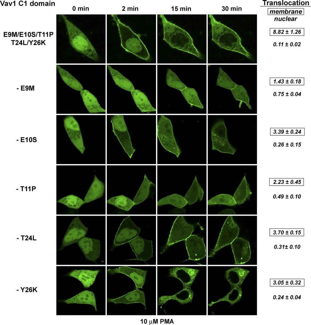 C1 Domain of Vav1 FIGURE 6. Translocation pattern of the GFP-tagged quintuple and quadruple Vav1 C1 back-mutants in living LNCaP cells after PMA treatment.