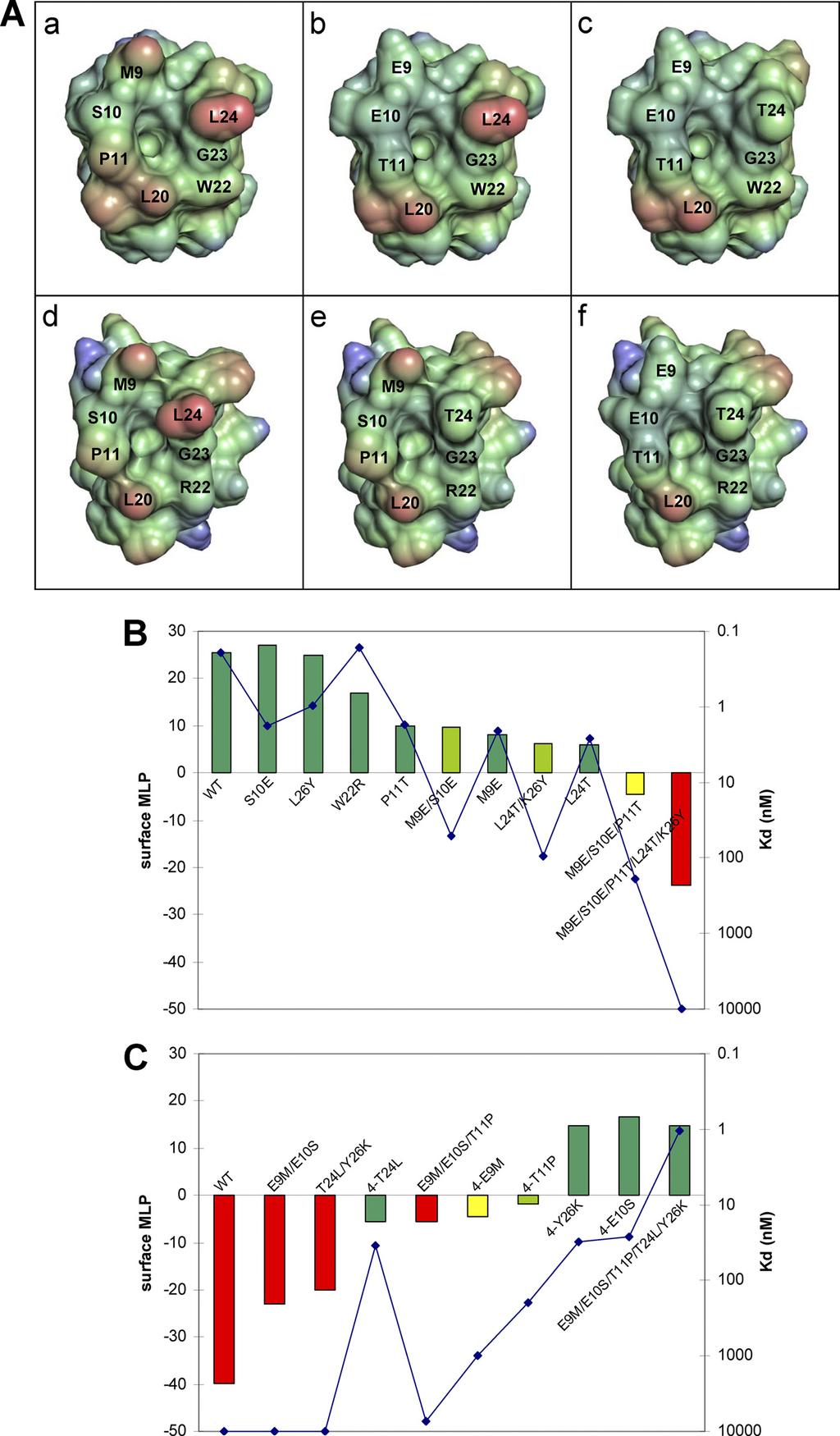 C1 Domain of Vav1 Downloaded from www.jbc.org at SEMMELWEIS UNIV OF MEDICINE, on January 10, 2013 FIGURE 7. A, modeling of solvent-accessible surfaces of the C1 domain constructs.