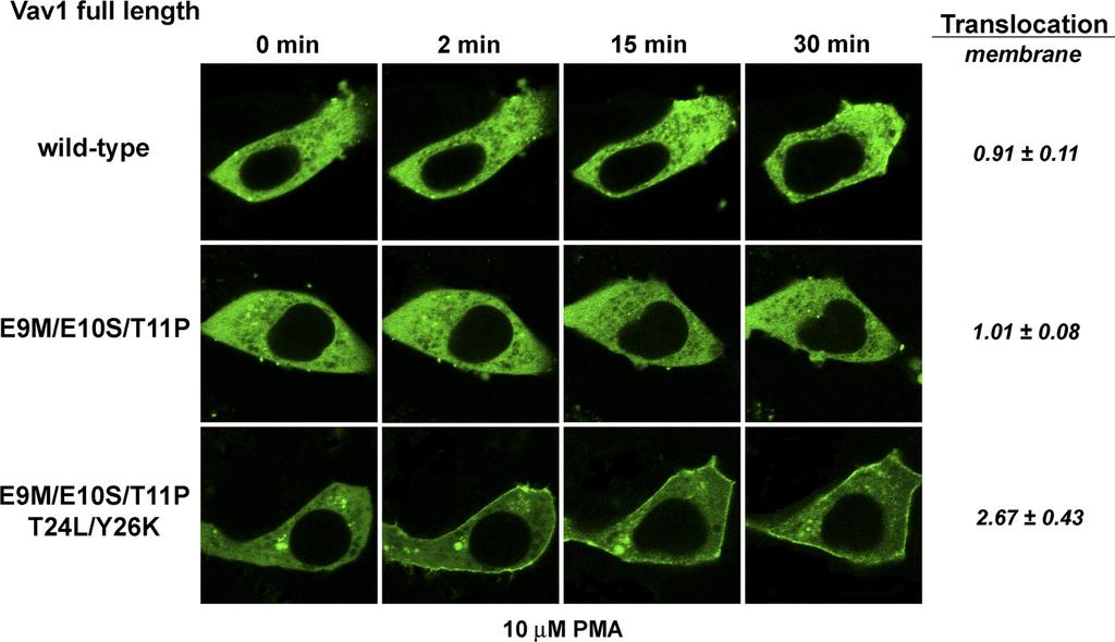 C1 Domain of Vav1 FIGURE 8. Translocation pattern of the full-length versions of GFP-tagged wild-type Vav1 and the triple and quintuple Vav1 back-mutants in living LNCaP cells after PMA treatment.