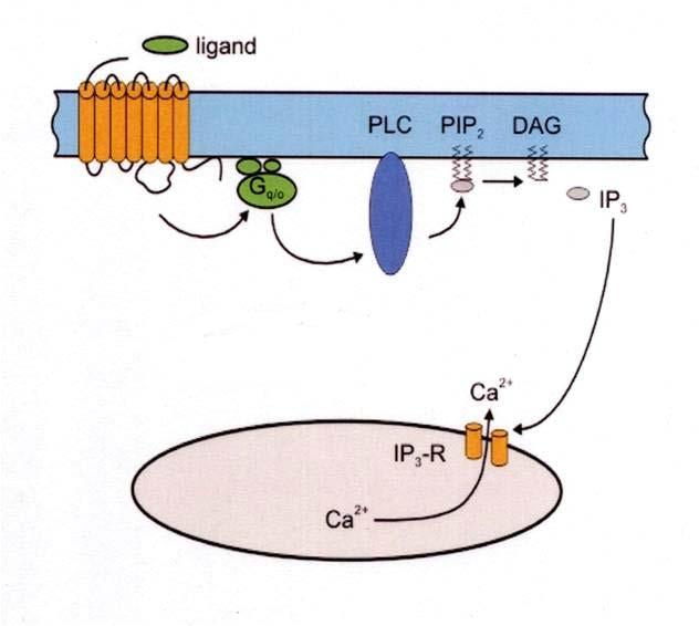 A DAG-specifikus felismerő alegységként funkcionáló C1 domén egy ciszteinben gazdag, cink-ujj-szerű szerkezettel bíró peptiddomén, amely két cink ionnal alkot komplexet, koordinatív kötés