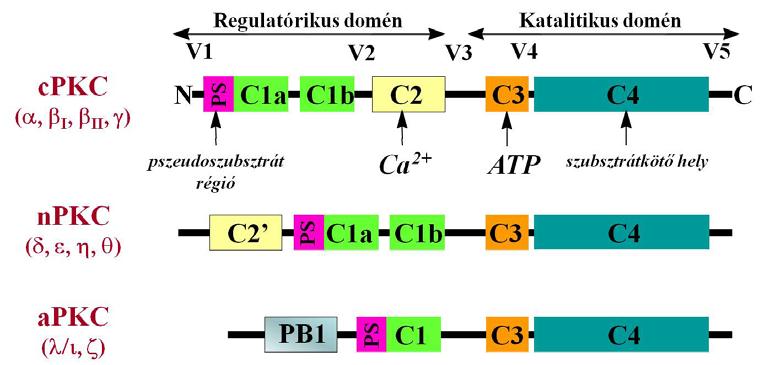 ábra: A DAG felszabadulással járó jelátviteli útvonal molekuláris mechanizmusa, valamint a legjelentősebb DAG-effektor enzimcsalád, a protein kináz C (PKC) rendszer tagjainak elsődleges szerkezete.