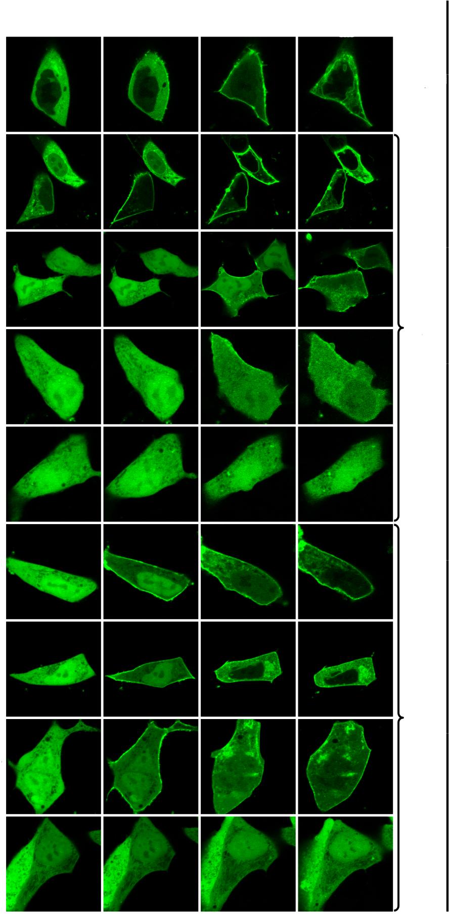 PKCδ C1b domén Vad típus 0 perc 2 perc 15 perc 30 perc PMA 0,1 µm Transzlokáció membrán sejtmag 11,88 ± 2,68 0,18 ± 0,11 Vad típus 11,41 ± 1,87 0,32 ± 0,10 M9E/S10E L24T/K26Y 1 µm 3,28 ± 0,50 0,25 ±