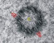 Centriolum: