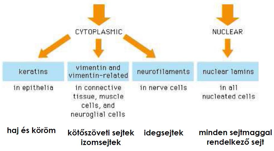 IF típusai Savas és bázikus keratin monomerekből épül fel