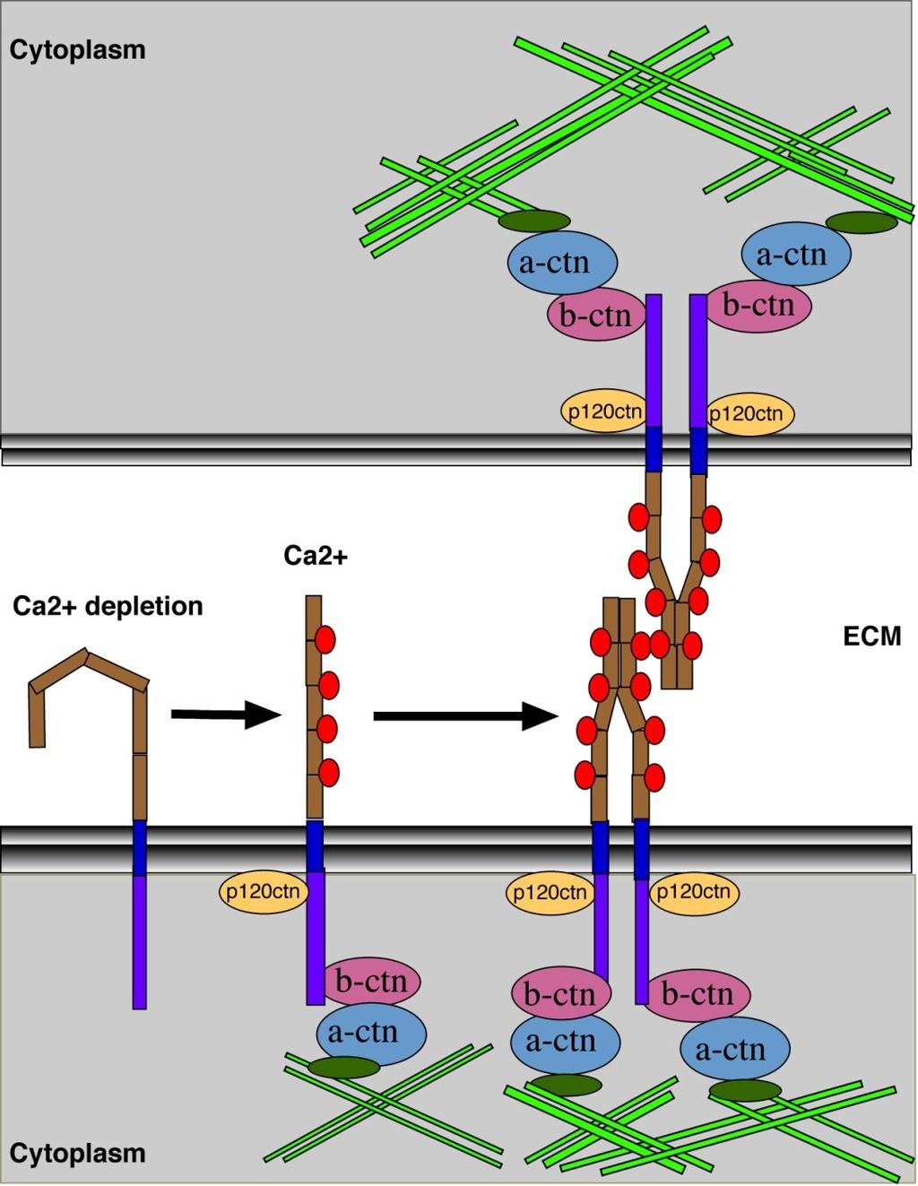 Kadherin dimer (homofil kötődés) Ca2+