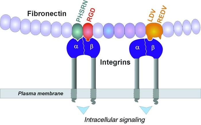 Fibronektin, laminin Nagy