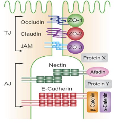 zona adherens/adhesion belt Közvetlenül a zona occludens alatt helyezkedik el Sejtváz aktin