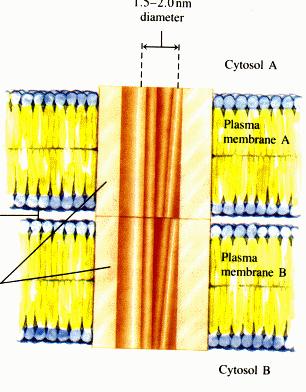 hoznak létre Kis átmérőjű (1,5 nm)