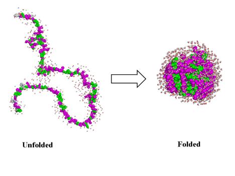 ER-ben végbemenő módosulások Lipid anyagcsere: zsírsavlánc hosszabbítása, lipoprotein szintézis, triglicerid szinézis, koleszterol észteresítése, foszfolipid szintézis legtöbb lépése Glikoziláció