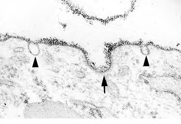 Kaveolák Kaveolák: detergensekben oldhatatlan membrán mikrodomének; PM speciális területei (fehérje és lipid