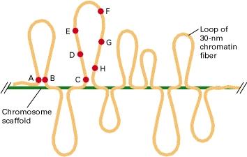 Protein scaffold