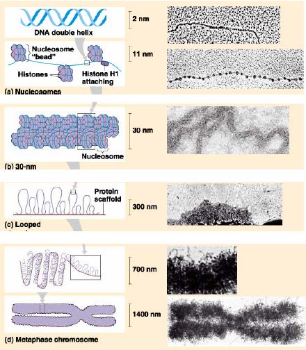 nukleoszóma szolenoid protein scaffold (supercoil)