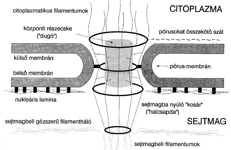 Póruskomplex Külső átmérő 100 nm, belső átmérő 9-10 nm Komplex részei: