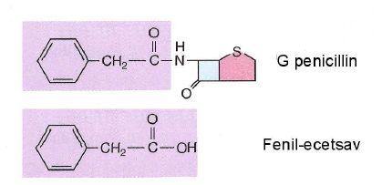 Fermentáció Jellegzetes a szekunder metabolit fermentáció ( kínjában termeli ), ami két szakaszos. Első szakasz: (kb.