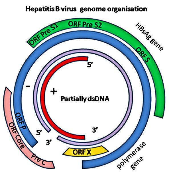 27. ábra: A Hepatitis DNS-e A képen kékkel láthatjuk a core antigént, pirossal a surface antigént. A HBV DNS két szála nem egyforma hosszú.