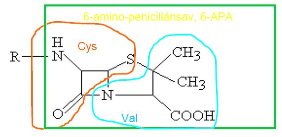 A penicillin csoport 5. ábra: A penicillin molekula felépítése Hogy épül fel egy ilyen molekula?